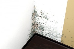 mold removal company