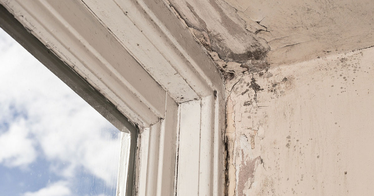 mold inspection for apartment