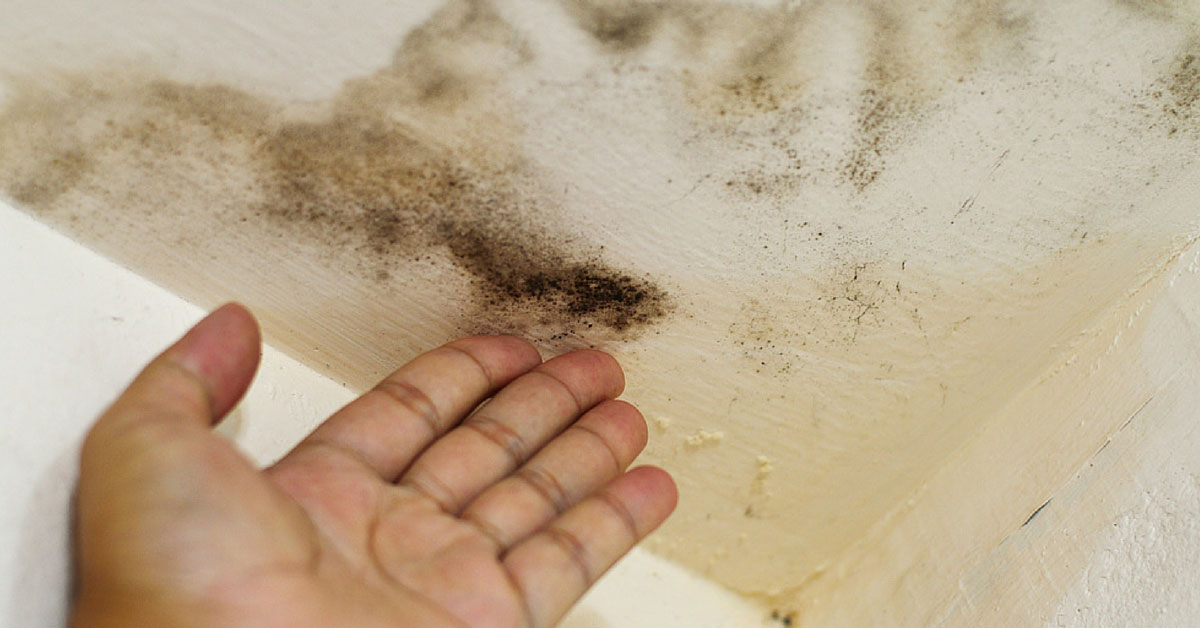 mould damage